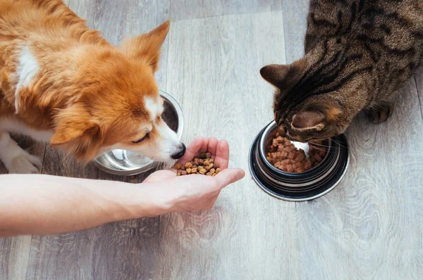 sahibi mutfakta kedi ve köpek kuru yiyecek Beslar. Ustanın eli. Close. Hayvanlar için konsept kuru gıda