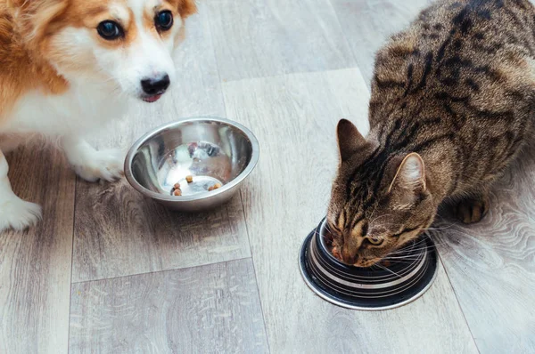Hond en kat worden samen gegeten in de keuken. Close-up — Stockfoto