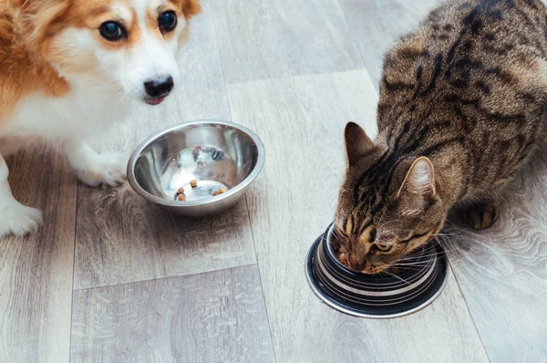 Dog and cat are eaten together in the kitchen. Close-up