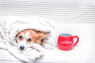 komik köpek bir yatak örtüsü ile kaplıdır ve kırmızı kahve bir fincan yanında. Konsept düşüşü