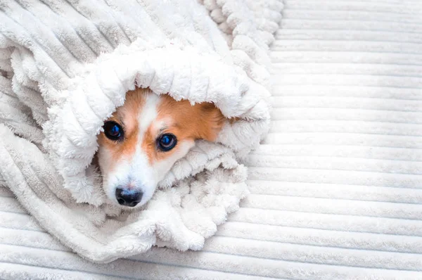Собаку загорнуто в покривало на ліжку. Концепція осінь. Білий фон — стокове фото