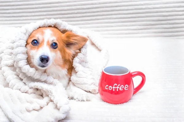 Смішний собака покритий постільною білизною і поруч з ним стоїть чашка червоної кави. Концепція осінь — стокове фото