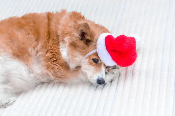 Concept ochtend van het nieuwe jaar. Een vermoeide, slaperige, niet gelukkige hond in een kerstmuts ligt op het bed — Stockfoto