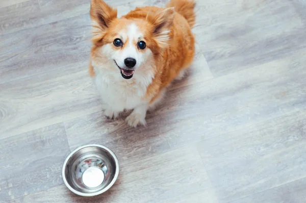 Mutlu mutlu köpek mutfakta boş bir kase de yiyecek bekliyor. Köpek diyeti kavramı — Stok fotoğraf