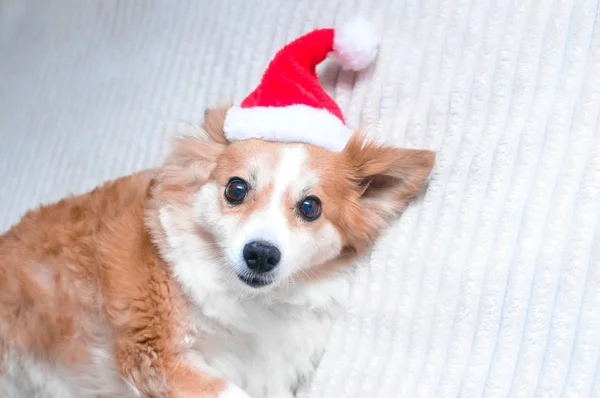 Rode hond in KERSTMUTS. Concept Nieuwjaar en Kerstmis. 2020 — Stockfoto