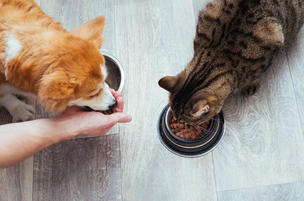 sahibi mutfakta kedi ve köpek kuru gıda döker. Efendinin eli. Close. Evcil hayvanlar için konsept kuru gıda