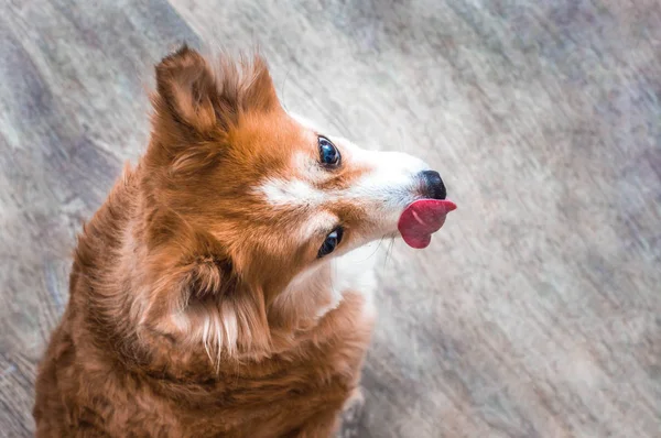 Portrait of a red dog close up on gray background. Dog shows tongue. The dog is licked. — Stock Photo, Image
