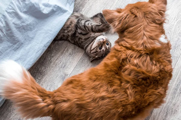 Graue Katze und roter Hund spielen zusammen in der Wohnung. Nahaufnahme — Stockfoto