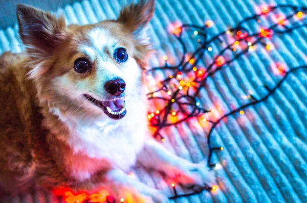 Porträt eines roten Hundes aus nächster Nähe mit einer Girlande in der Nähe. Neujahrskarte. Neujahr 2020. Weihnachten. Hund lächelt und ist glücklich — Stockfoto