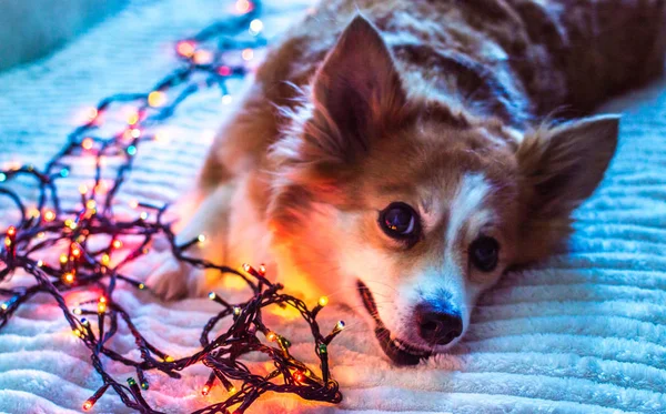 Portret van een rode hond close-up met een Garland in de buurt. Nieuwjaarskaart. Nieuwjaar 2020. Kerstmis. Close-up — Stockfoto