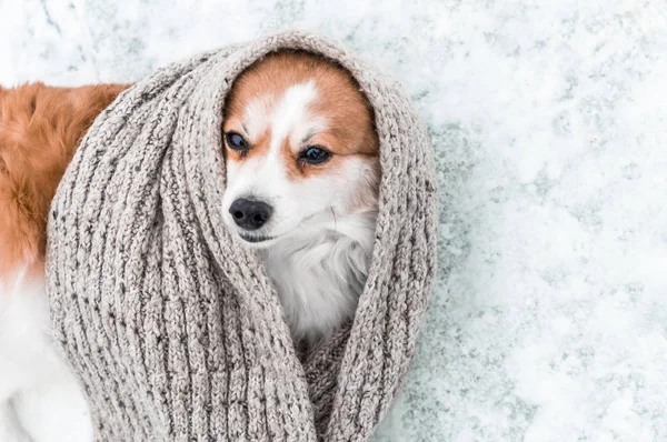 Concepto de invierno. El perro yace en la nieve en una bufanda de punto —  Fotos de Stock