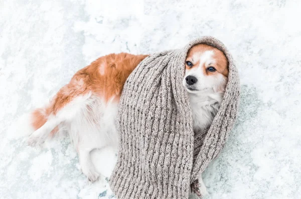 Perro envuelto en una bufanda de punto yace en la nieve. Concepto de heladas, invierno, nevadas, ventiscas. Pronóstico tiempo . —  Fotos de Stock