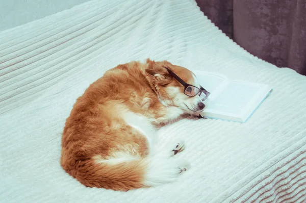 Собака в очках читает книгу на кровати . — стоковое фото