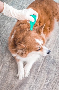Köpeğe kene, pire, asalak ve yakın planda damlalar tedavisi. Eldiven sahibinin elinde ilaç var. Dikey fotoğraf