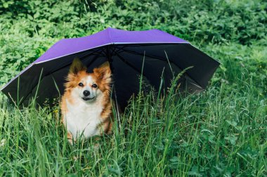Bir şemsiyenin altındaki çimlerin üzerinde kırmızı bir köpeğin portresi. Hayvan sigortası konsepti. Hayvan koruması. Köpek koruması.