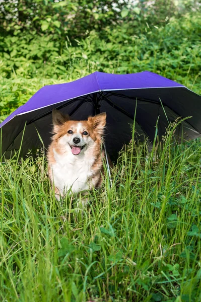Portrait of a red dog in the grass under an umbrella. Animal insurance concept. Animal protection. Dog protection. Vertical photo
