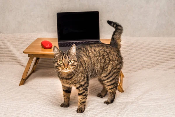 laptop and a computer mouse on a laptop stand on a bed. Concept working remotely. Cat next to a laptop.