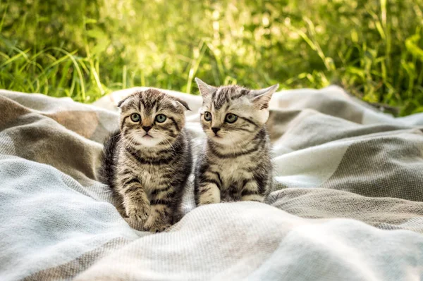 Dos Gatitos Grises Una Manta Cuadros Parque Sobre Hierba Verde — Foto de Stock