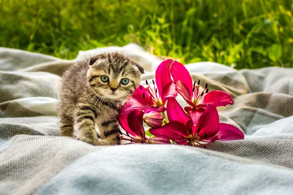 Malé Šedé Koťátko Parku Zelené Trávě Květinovou Lilií Portrét Pohlednice — Stock fotografie