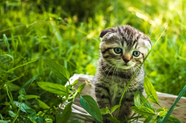Malé Šedé Kotě Koši Parku Zelené Trávě Portrét Pohlednice Summer — Stock fotografie