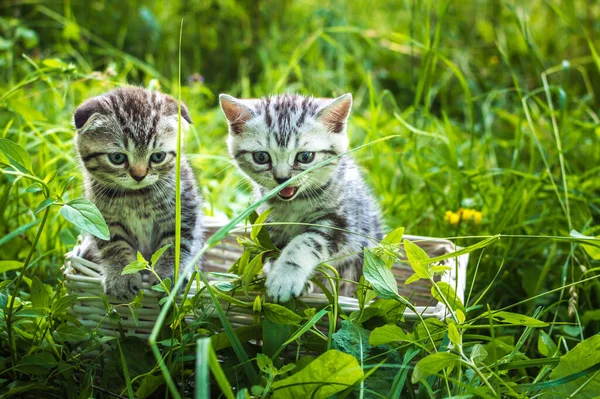 Dos Gatitos Grises Una Canasta Parque Sobre Hierba Verde Retrato — Foto de Stock