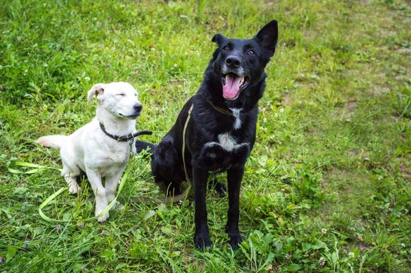 Retrato Perro Blanco Negro Hierba Del Parque Dos Perros Sentados —  Fotos de Stock