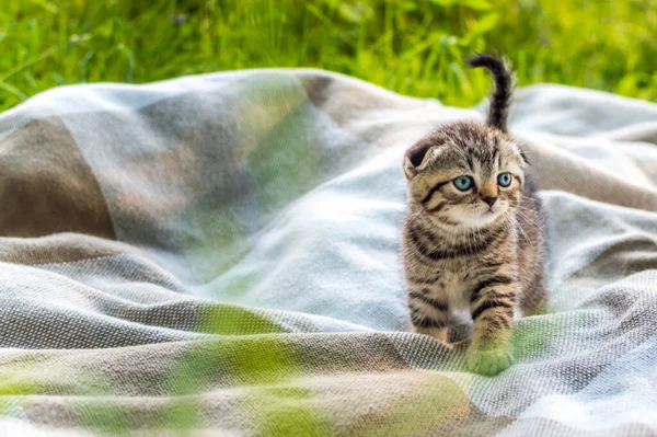 Котёнок Клетке Парке Зелёной Траве Портрет Открытка Саммер Порода Шотландских — стоковое фото