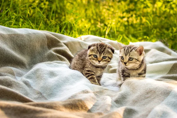 Dos Gatitos Grises Una Manta Cuadros Parque Sobre Hierba Verde — Foto de Stock