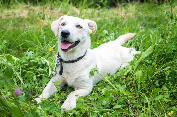 Retrato Perro Blanco Tirado Hierba Del Parque —  Fotos de Stock