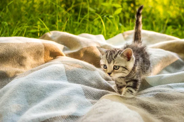 Malé Koťátko Parku Zelené Trávě Portrét Pohlednice Summer Scottish Fold — Stock fotografie