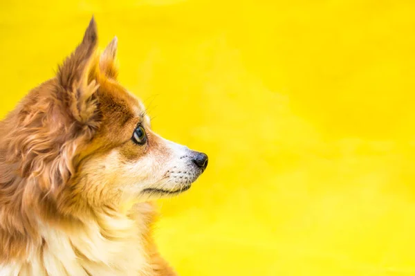 Close Portrait Dog Yellow Background Profile — Stock Photo, Image