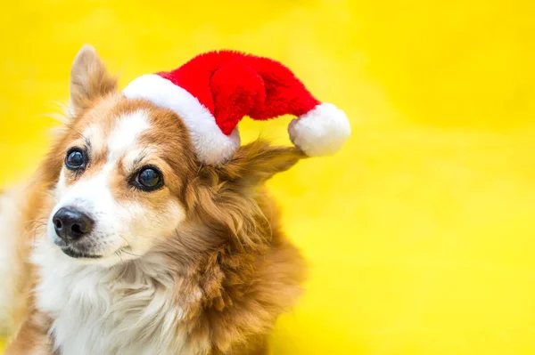 Retrato Cerca Perro Sobre Fondo Amarillo Con Sombrero Santa Claus —  Fotos de Stock