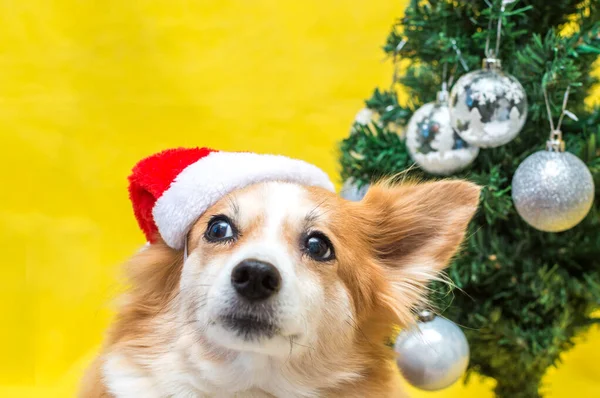 Porträt Eines Ingwerhundes Mit Nikolausmütze Und Weihnachtsbaum Auf Gelbem Hintergrund — Stockfoto