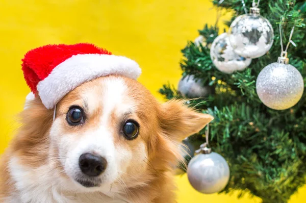 Retrato Perro Jengibre Sombrero Papá Noel Con Árbol Navidad Sobre —  Fotos de Stock