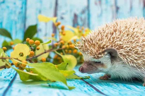 Africký Ježek Modrém Pozadí — Stock fotografie