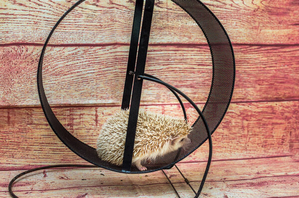 Care of African hedgehogs in the apartment. The hedgehog runs in the wheel.