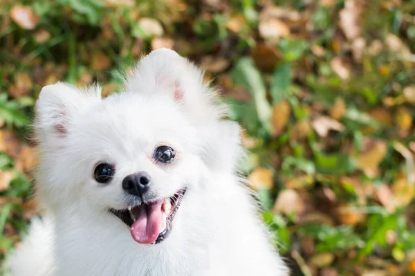 Pommersches Porträt Eines Weißen Hundes Aus Nächster Nähe — Stockfoto