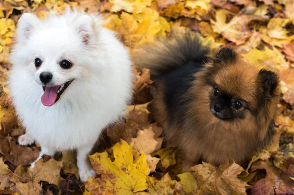 Deux Chiens Sont Assis Dans Feuillage Jaune Automne Concept Automne — Photo