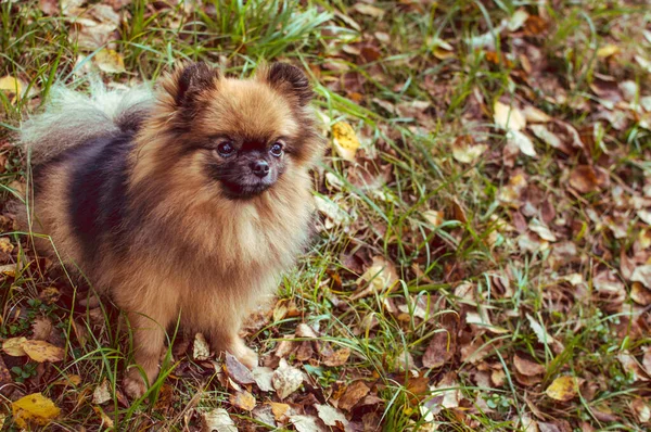 Porträt Eines Hundes Der Rasse Spitz Nahaufnahme Gelbem Herbstlaub — Stockfoto