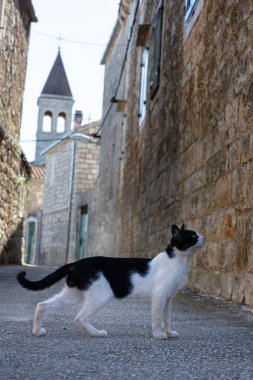 Meraklı siyah beyaz bir kedi, yıllanmış taş duvarlarla çevrili güneşli bir kaldırım taşından sokakta tetikte bekliyor. Uzaklardan bir kilise kulesi yükselir ve olay yerine tarihi bir cazibe katar..