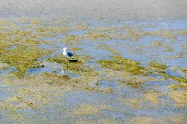 Dalgalar çekildiğinde deniz yosunlarında balık arayan yalnız bir martı.