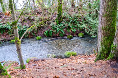 Umut, British Columbia, Kanada 'daki Thacker Bölgesel Parkı' nda somon yumurtlama akıntıları