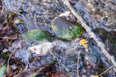 Umut, British Columbia, Kanada 'daki Thacker Bölgesel Parkı' nda somon yumurtlama akıntıları