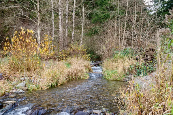 Thacker Bölgesel Parkı 'nın bir bölümü Hope, British Columbia, Kanada