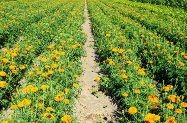 Fraser Valley, British Columbia, Kanada 'da bir çiçek çiftliğinde marigold yetiştiriciliği.