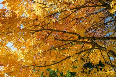 Abbotsford, BC, Kanada 'da sonbaharın yeşil, kırmızı, turuncu ve altın rengi ağaçların büyüleyici güzelliği
