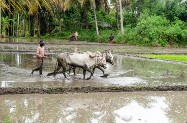 Hindistan 'ın kırsal kesimlerinde geleneksel öküz sürme ve elle pirinç yetiştirme yöntemi