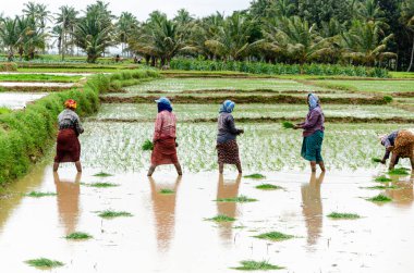 Hindistan 'ın kırsal kesimlerinde geleneksel öküz sürme ve elle pirinç yetiştirme yöntemi