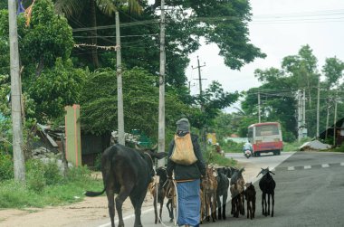 Hint köyü sahnesi. Yolda birkaç keçi ve bir inekle yürüyen bir adam.