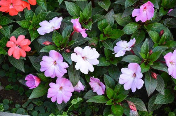 Kırmızı, mavi ve beyaz Yeni Gine Impatiens çiçekleriyle bir bahçe.